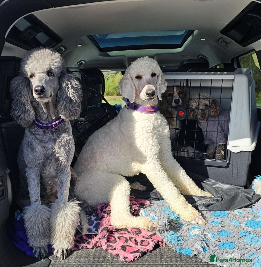 Bernedoodle dogs for sale: Tri F1 Bernedoodle pups expected  - Advert 5