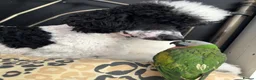 Parakeets birds for sale: Moustache Parakeet  - Advert 2