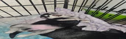 Mixed Breed dogs for sale: Puppy in Southampton - Advert 5