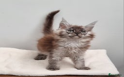 Maine Coon cats for sale: GCCF Pedigree Maine Coon Kittens for sale  - Image 23