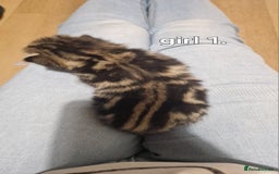 Siberian cats for sale: Siberian/bengal cross - Image 3