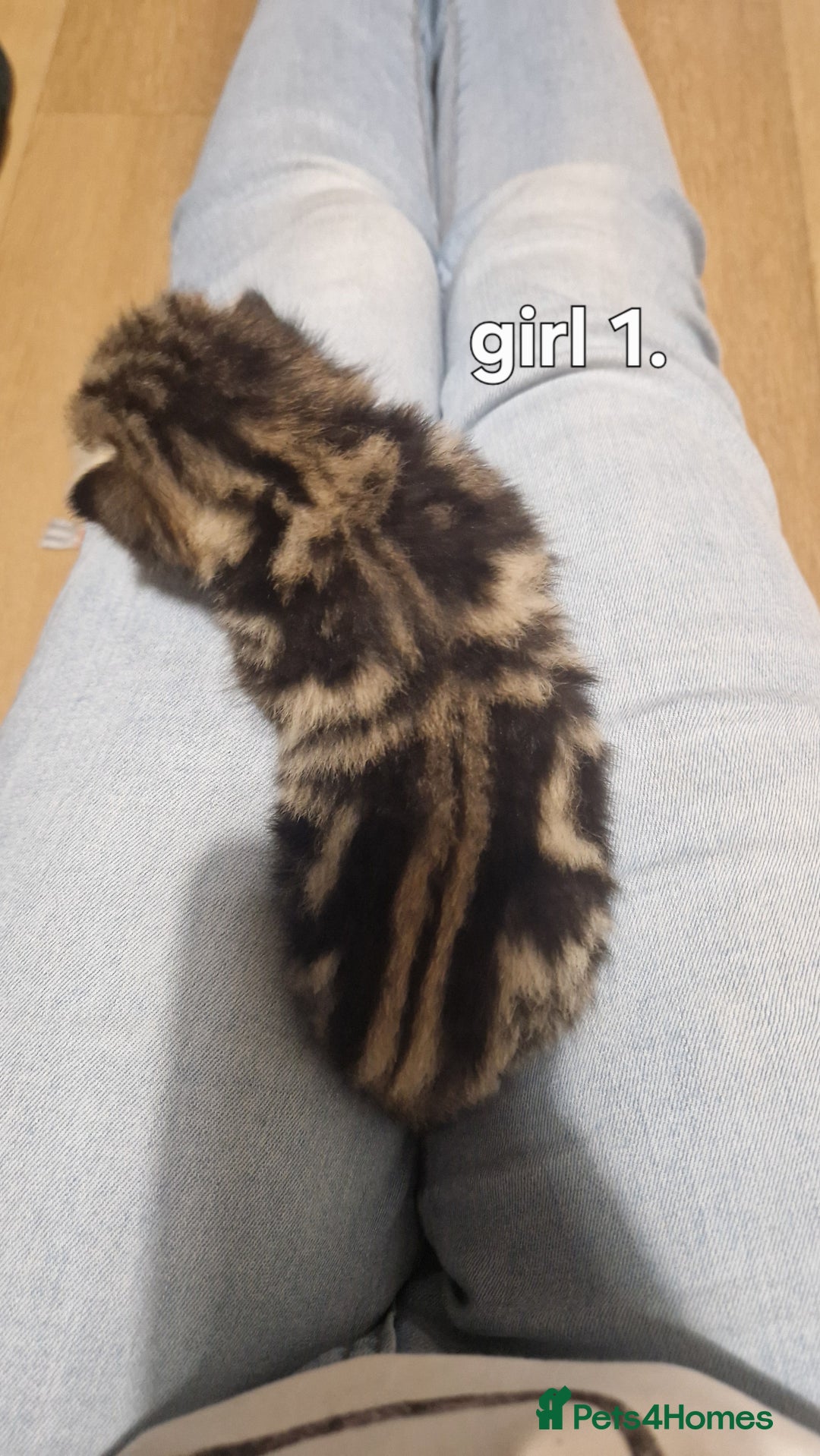 Siberian cats for sale: Siberian/bengal cross - Image 3