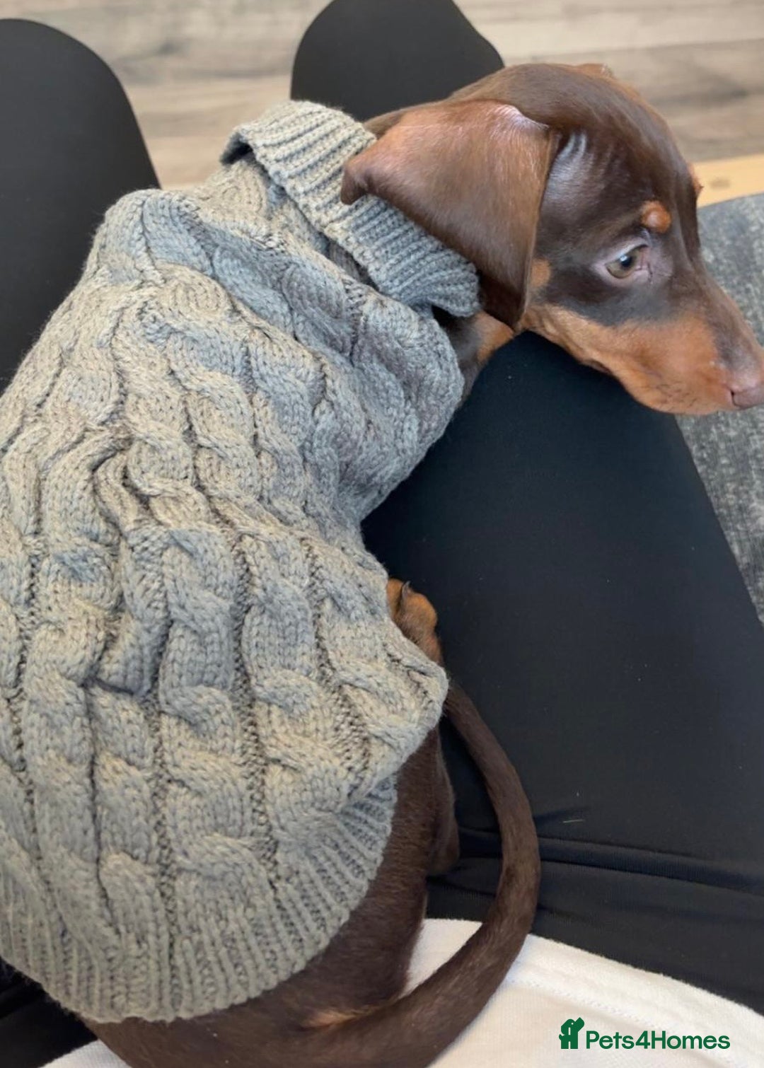 Miniature Dachshund dogs for sale: Miniature chocolate dachshund  - Advert 3