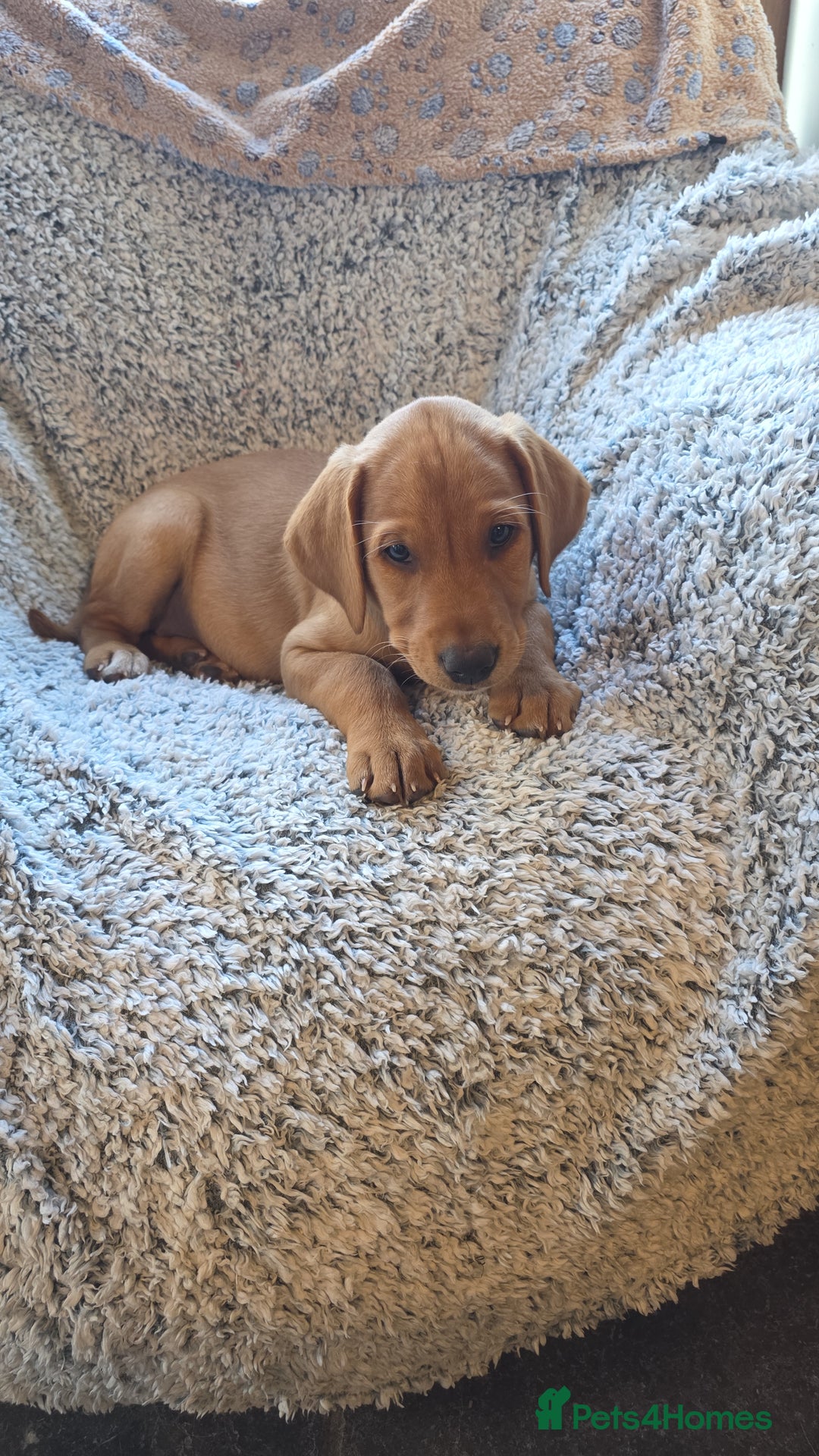 Labrador Retriever dogs for sale: Labrador fox red puppies - Image 11