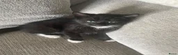 Mixed Breed cats for sale: Kittens  - Advert 7
