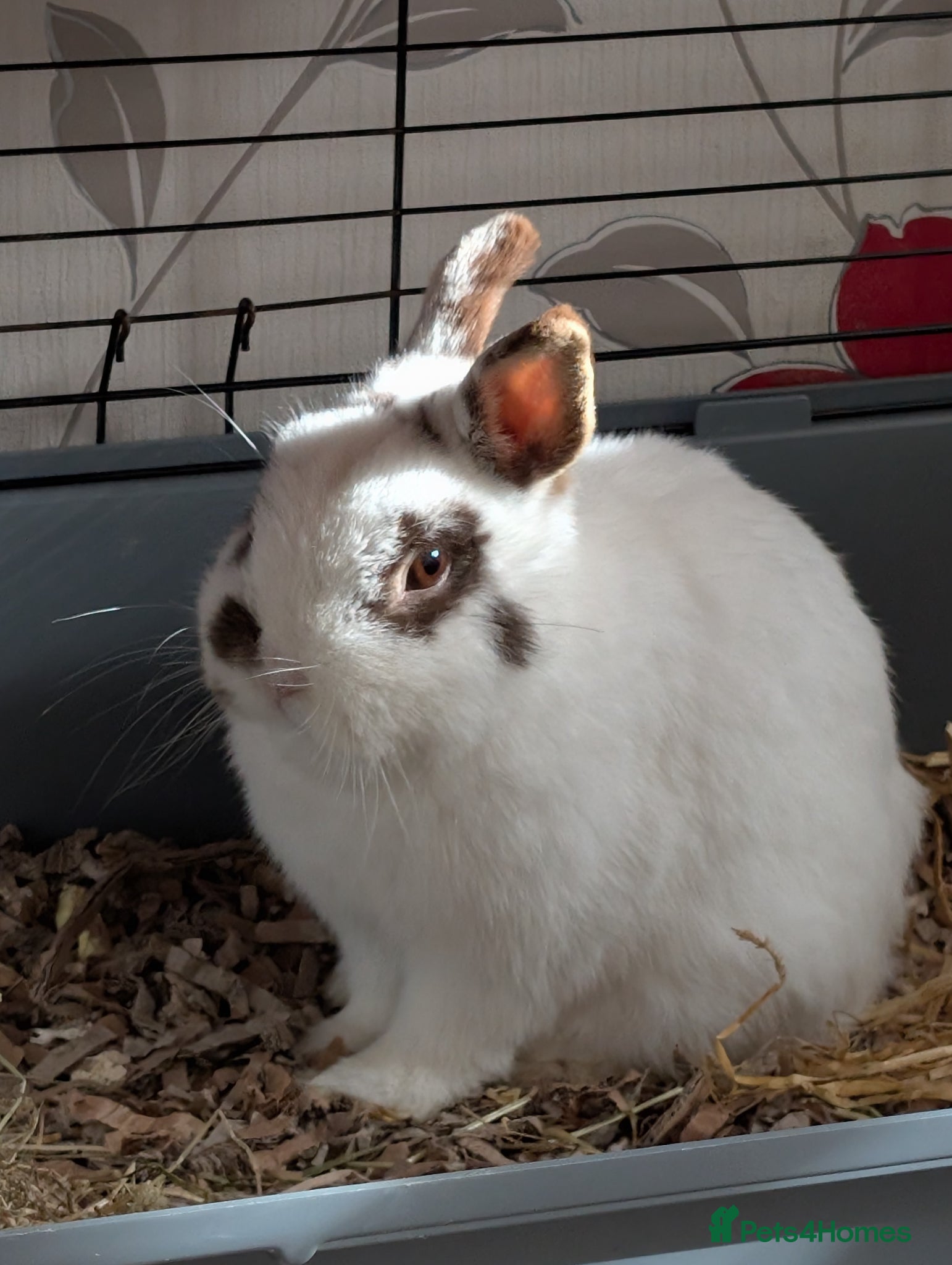 Mixed Breed rabbits Older buns looking for new homes - Advert 14