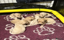 Saluki dogs for sale: Beautiful Saluki (new updated photos)  - Image 14