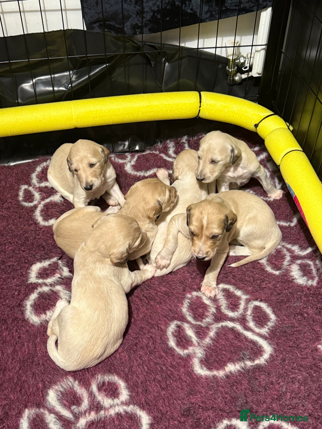 Saluki dogs for sale: Beautiful Saluki (new updated photos)  - Image 14