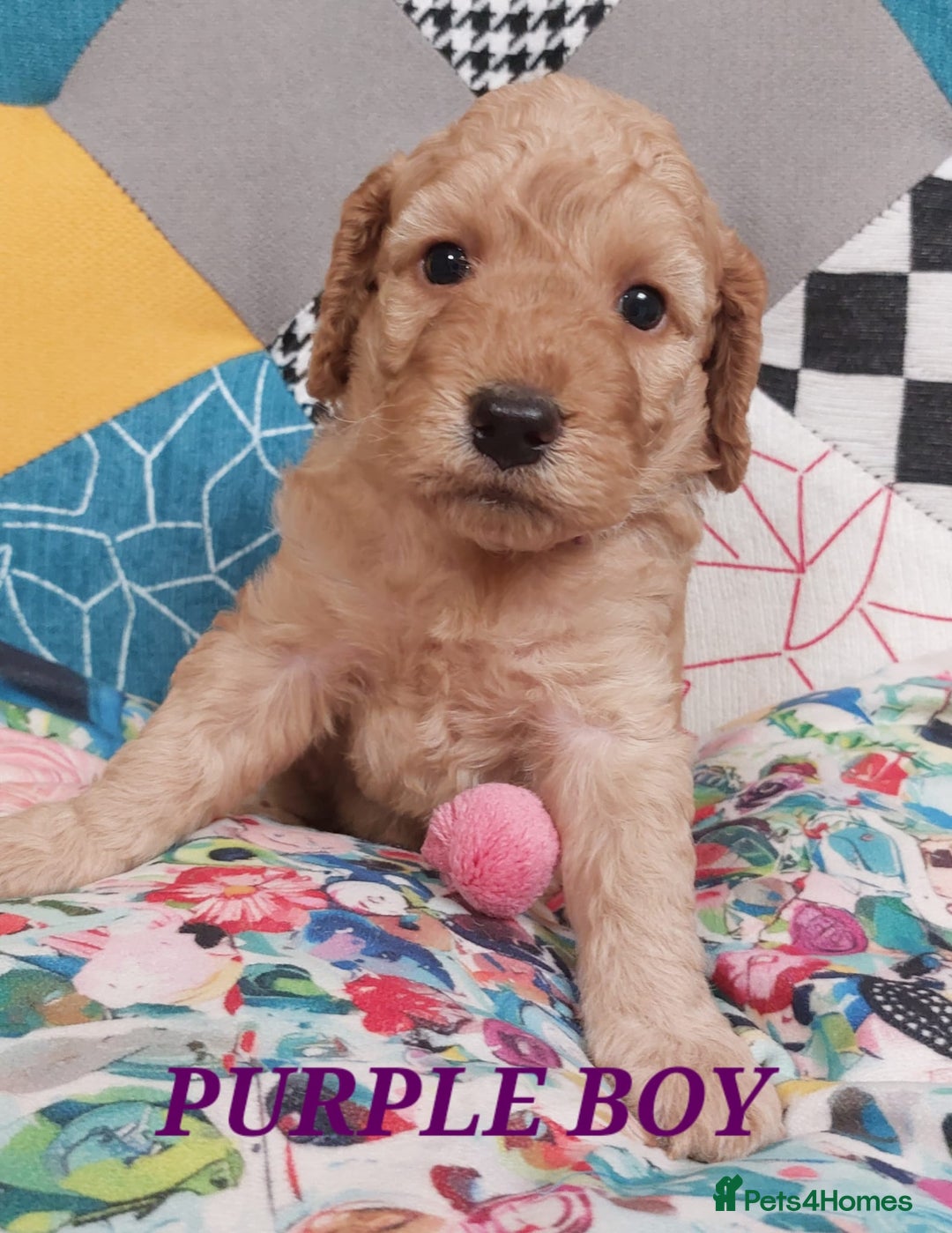 Cockapoo dogs for sale: Home bred, well socialised, trained,F1b cockapoos  - Advert 9