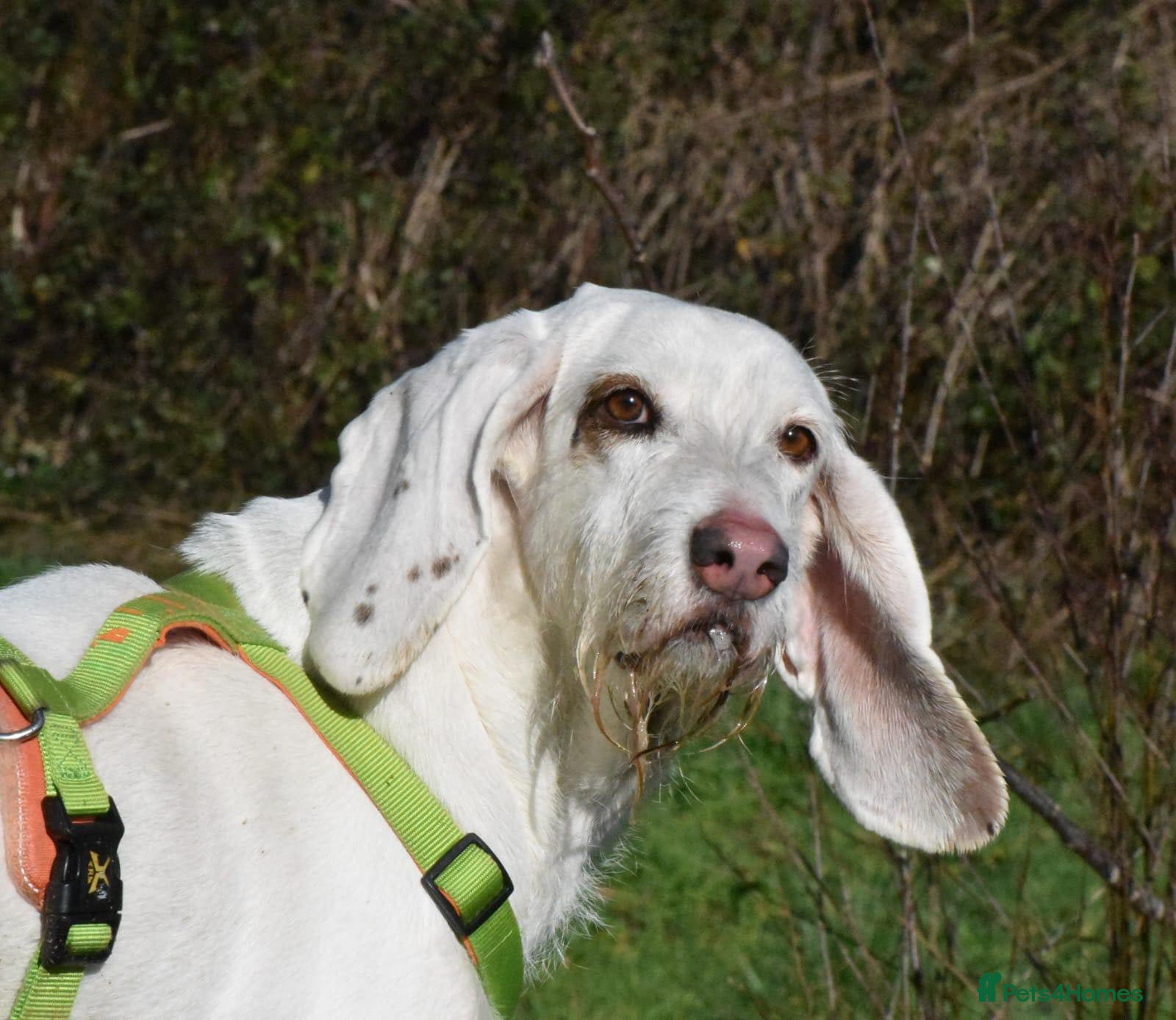 Mixed Breed dogs Tuna - lovely Griffon available for adoption - Advert 1