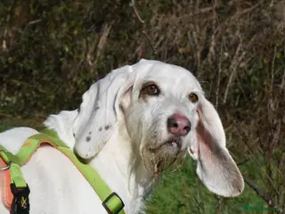 Mixed Breed dogs Tuna - lovely Griffon available for adoption - Advert 1