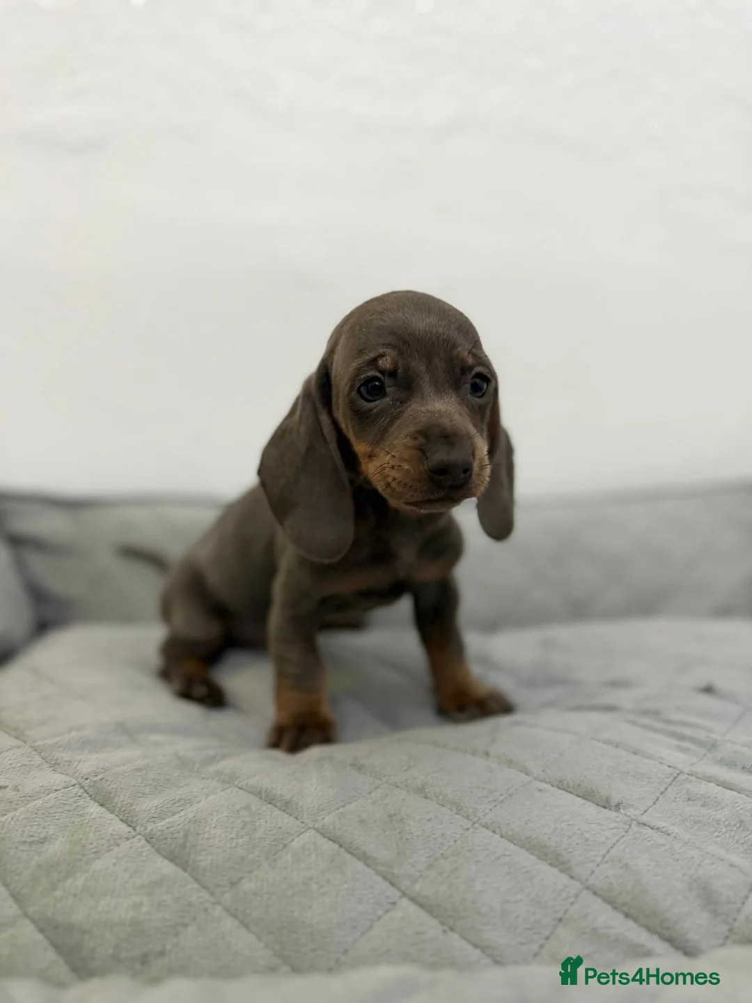 Dachshund dogs for sale: Miniature Dachshund puppies  - Advert 7