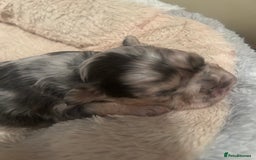 French Bulldog dogs for sale: fluffy french bulldogs - Advert 5