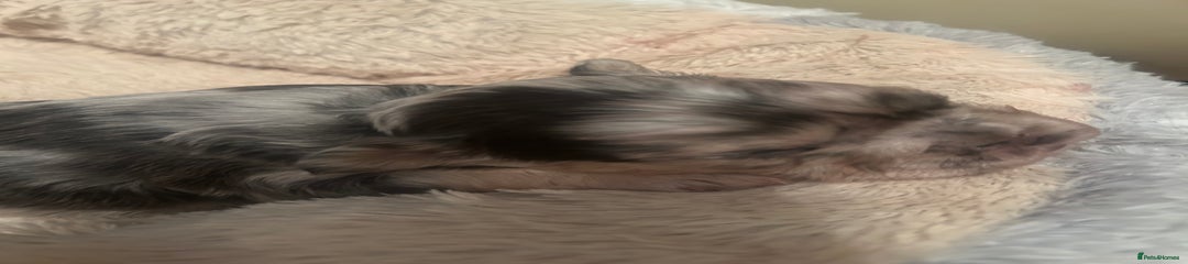 French Bulldog Puppy 4