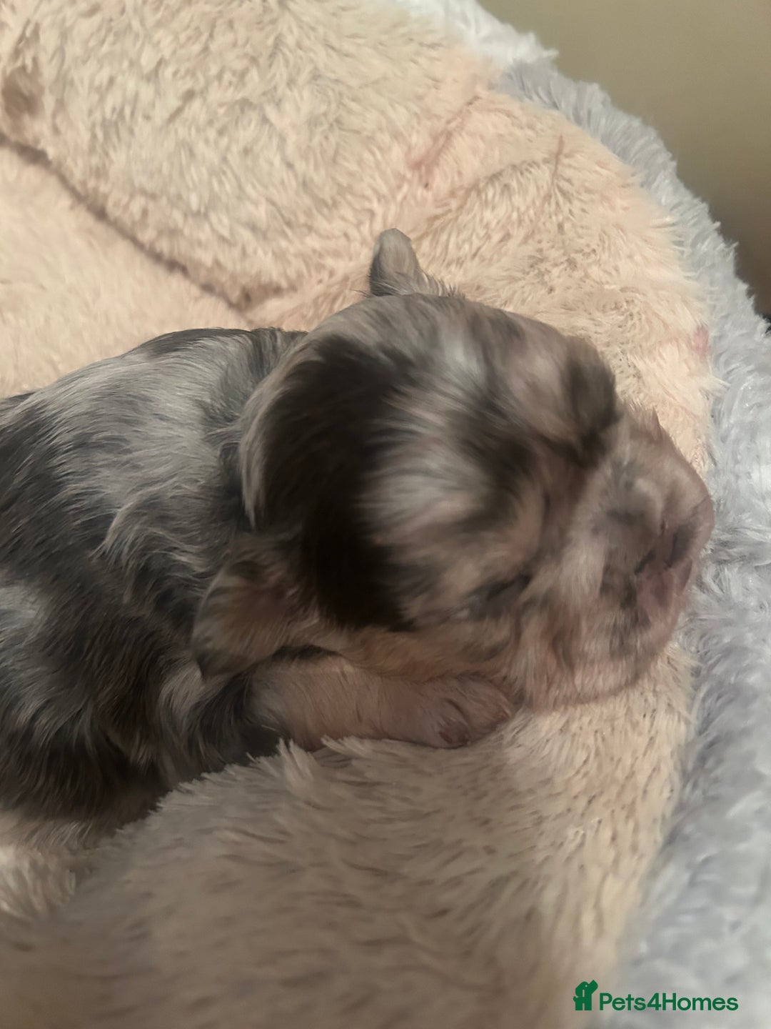 French Bulldog dogs for sale: fluffy french bulldogs - Advert 5