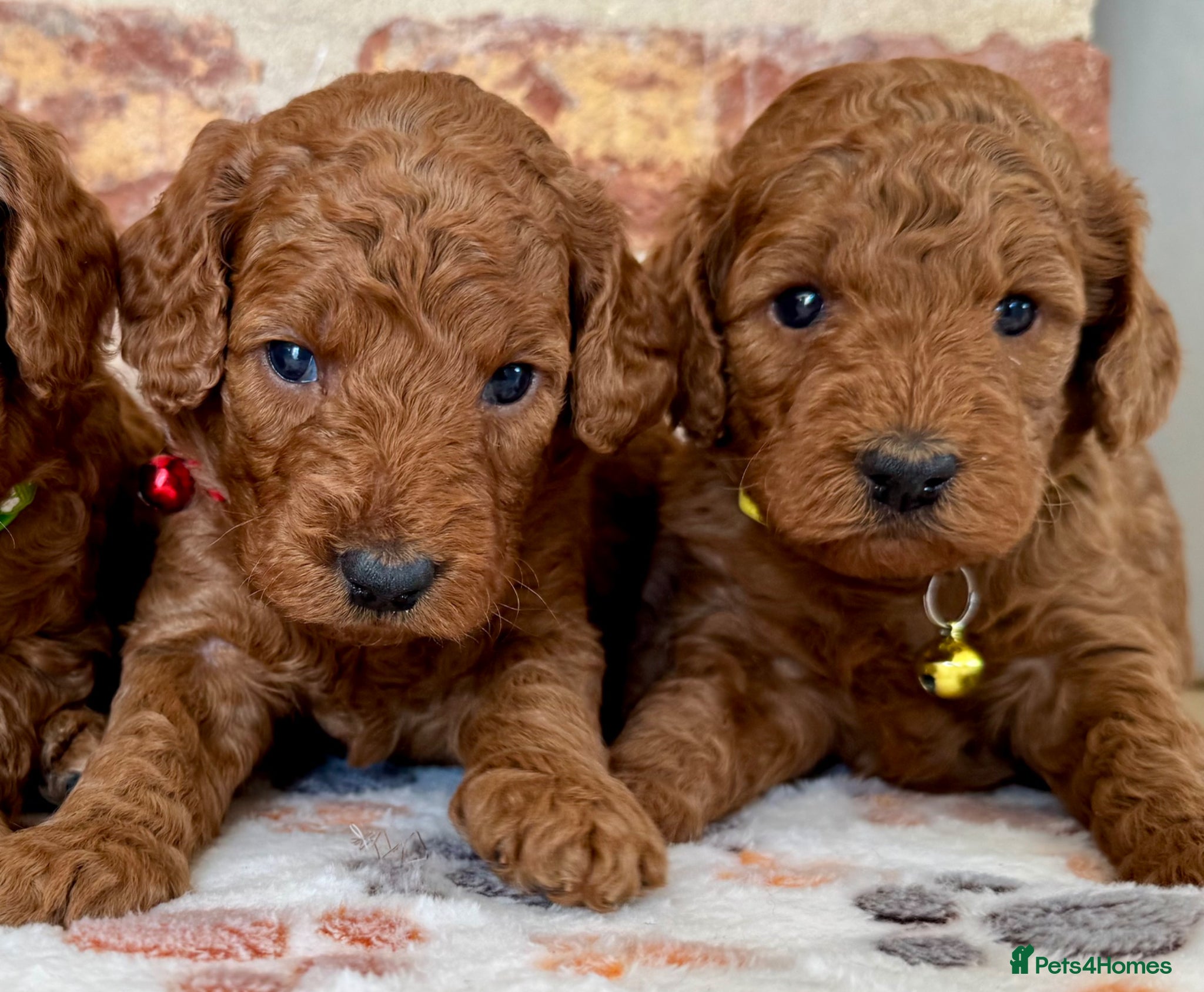 Cockapoo dogs F1b solid red cockapoos 🐾 - Advert 5