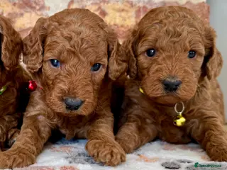 Cockapoo dogs F1b solid red cockapoos 🐾 - Advert 5