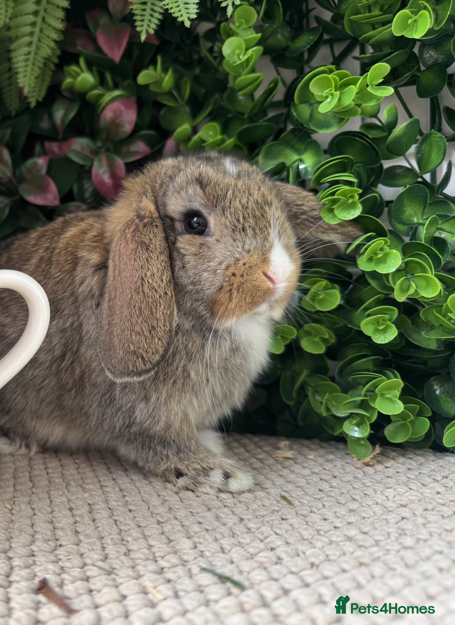 Mini Lop rabbits 🐰1 mini lop girl now ready to go 🐰 - Advert 2
