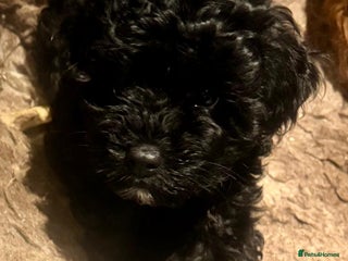 Cavapoo dogs Ready now, extensively health tested F1 cavapoo - Advert 12