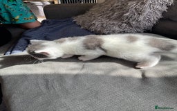 Mixed Breed cats for sale: We are all looking for homes soon - Image 9