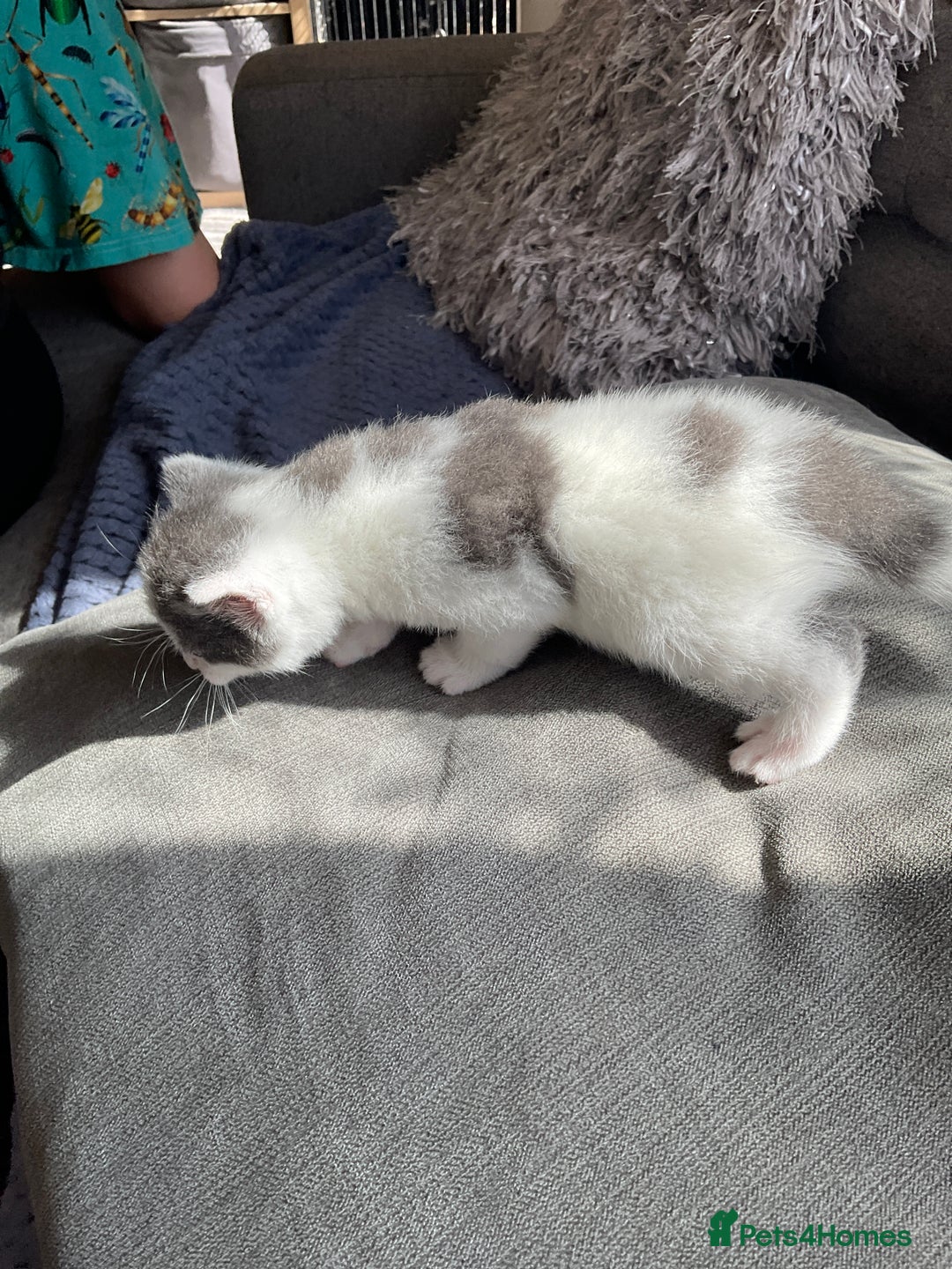 Mixed Breed cats for sale: We are all looking for homes soon - Image 9
