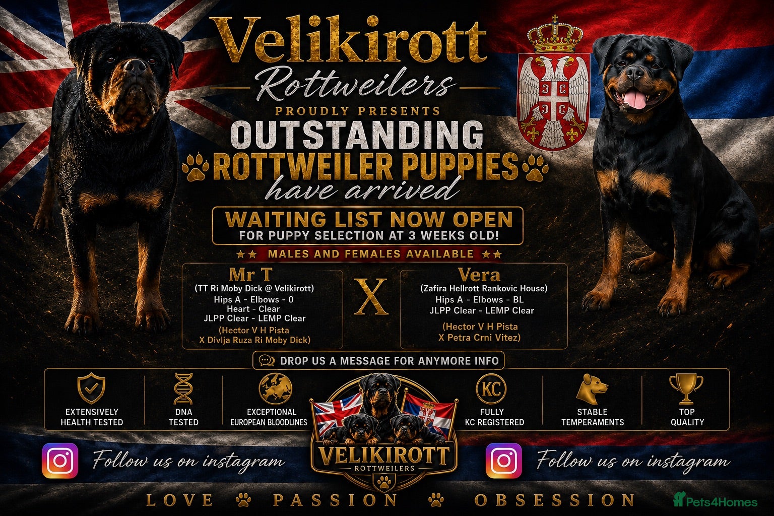 Rottweiler dogs ⭐️ Outstanding Rottweiler Puppies ⭐️ - Advert 15