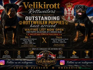 Rottweiler dogs ⭐️ Outstanding Rottweiler Puppies ⭐️ - Advert 1