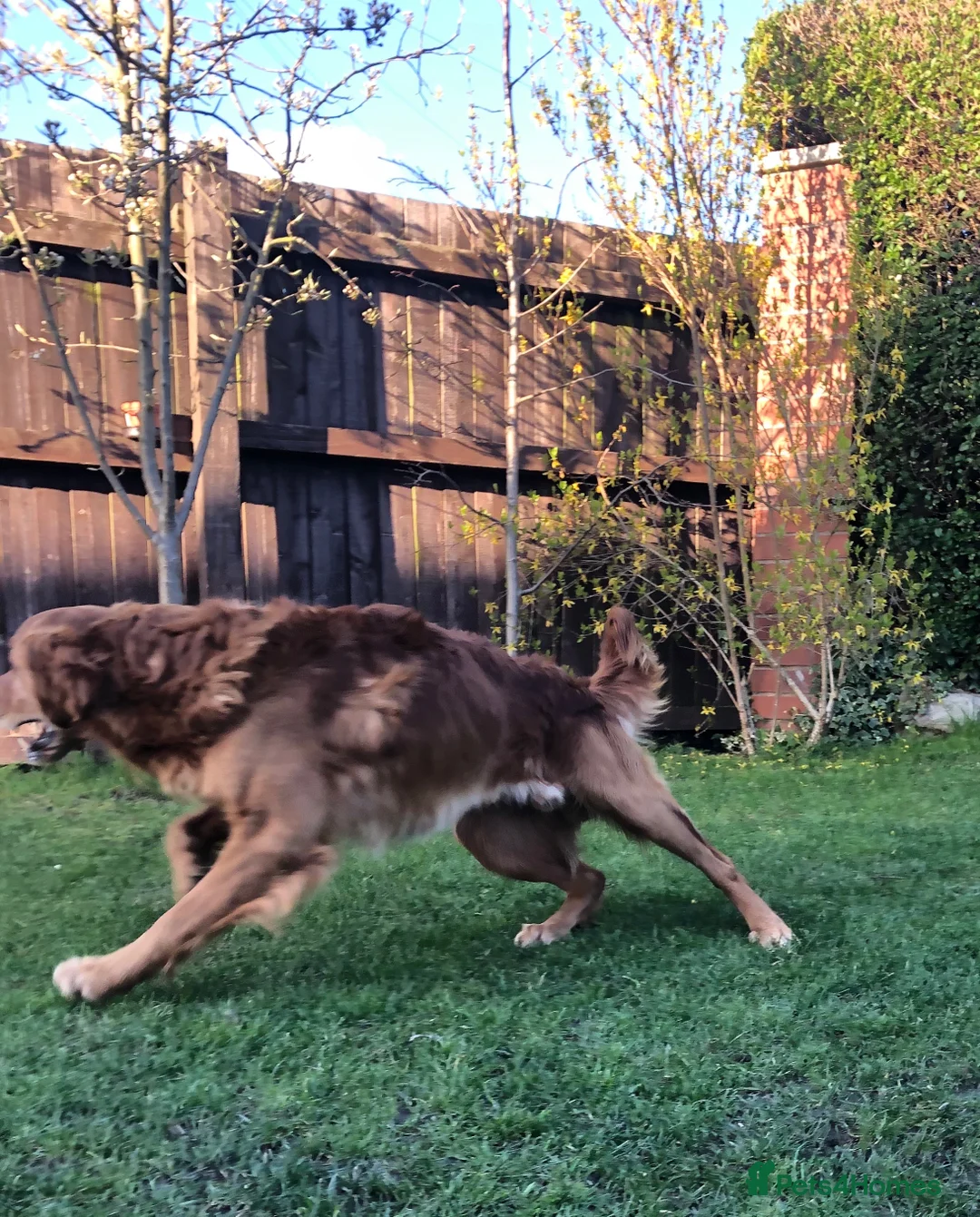 Golden Retriever dogs for stud: Castori Spirit Golden Retriever Stud 100% DNA Test in Barnsley - Advert 10