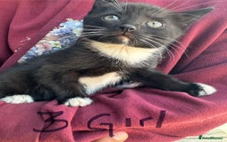 British Shorthair cats for sale: Adorable Black and White Kittens (mixed breed) - Image 24