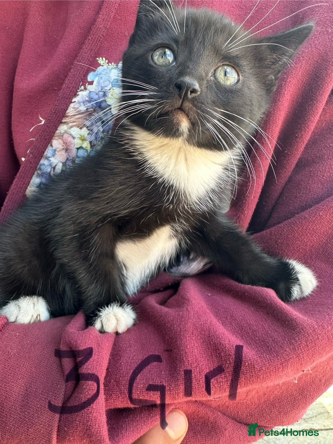 British Shorthair cats for sale: Adorable Black and White Kittens (mixed breed) - Image 24