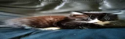 Mixed Breed cats for sale: Kitten Girl  - Advert 8