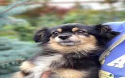 Mixed Breed dogs for adoption: 💖🐶 ELLA 🐶💖 - Image 10