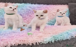 British Shorthair cats for sale: British Shorthair Silver Chinchilla  - Image 23
