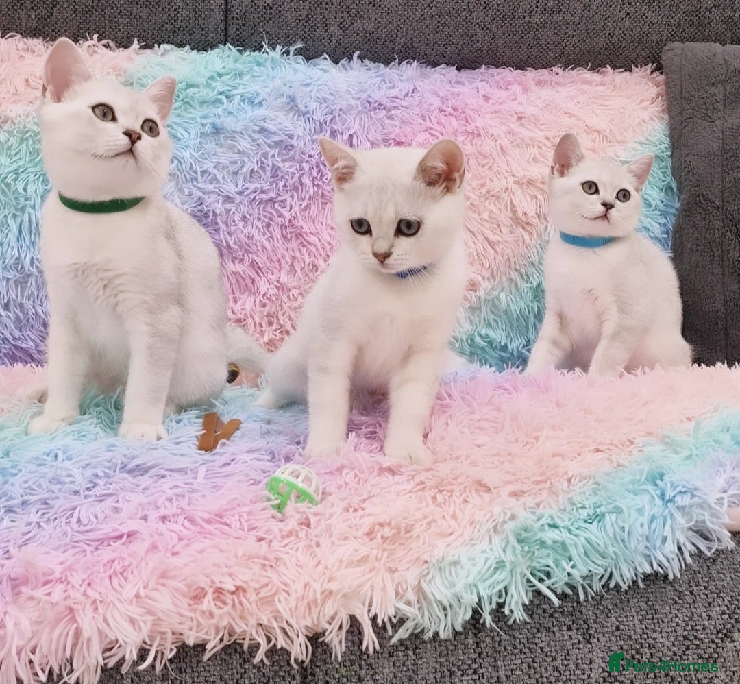 British Shorthair cats for sale: British Shorthair Silver Chinchilla  - Image 23