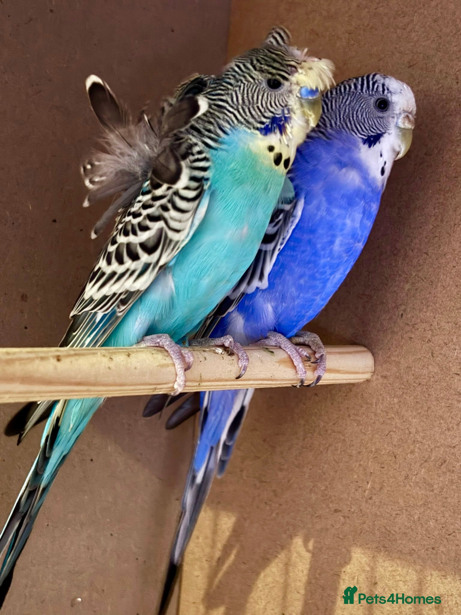 Budgerigars birds Helicopter Budgie and Budgie - Advert 2