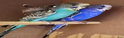 Budgerigars birds for sale: Helicopter Budgie and Budgie - Advert 1