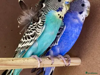 Budgerigars birds Helicopter Budgie and Budgie - Advert 2