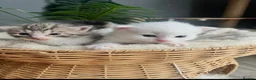 Turkish Angora cats for sale: Four Adorable Kittens!  - Advert 4