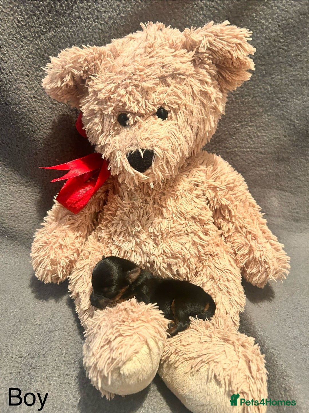 Yorkshire Terrier dogs for sale: Yorkshire terrier  - Advert 23