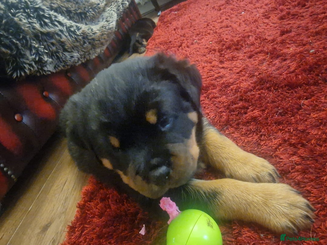 Rottweiler dogs for sale: Rottweiler Puppies - Image 4