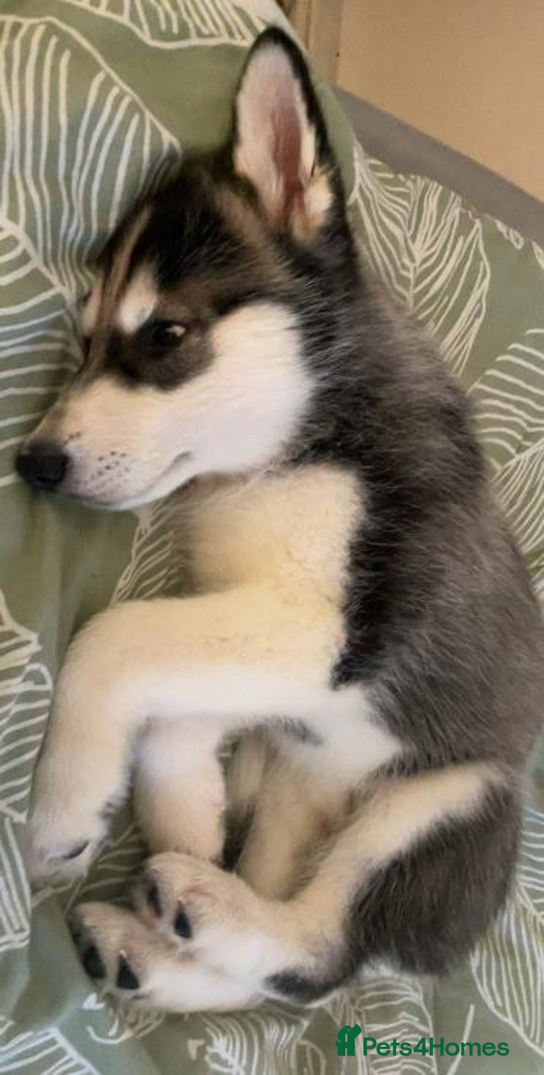 Siberian Husky dogs for sale: Siberian husky 2 month puppy - Advert 6