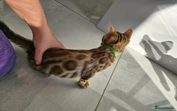 Bengal cats for sale: Stunning bengal kittens READY NOW - Image 12