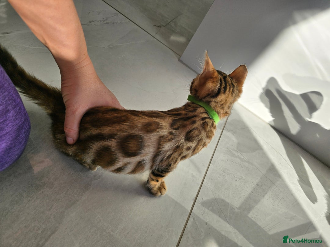 Bengal cats for sale: Stunning bengal kittens READY NOW - Image 12