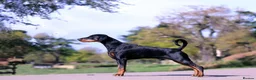 Dobermann dogs for sale: Kennel Club & Health Tested Dobermann Puppies  in Chorley - Advert 5