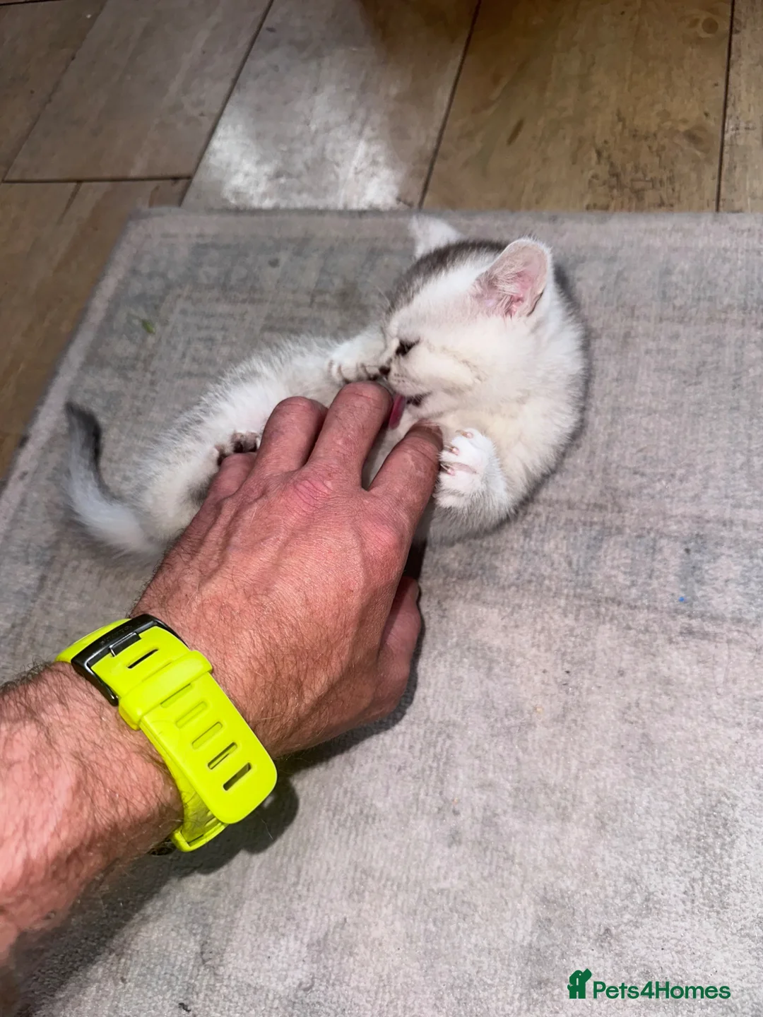 Scottish Fold cats for sale: Scottish fold kittens in London - Advert 2