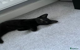 Mixed Breed cats for sale: 16 week old rescue kitten (male) - Image 1