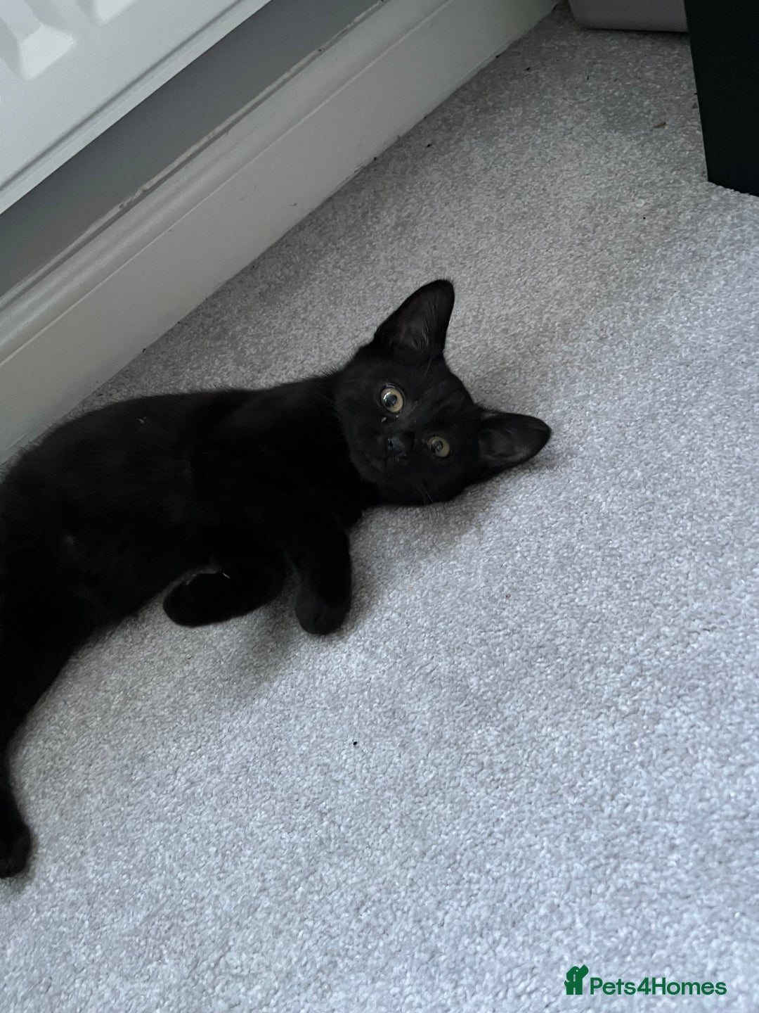 Mixed Breed cats for sale: 16 week old rescue kitten (male) - Image 1