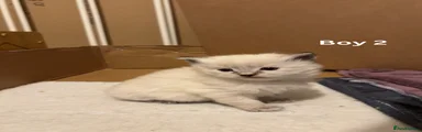 Ragdoll Kitten - BOY 2