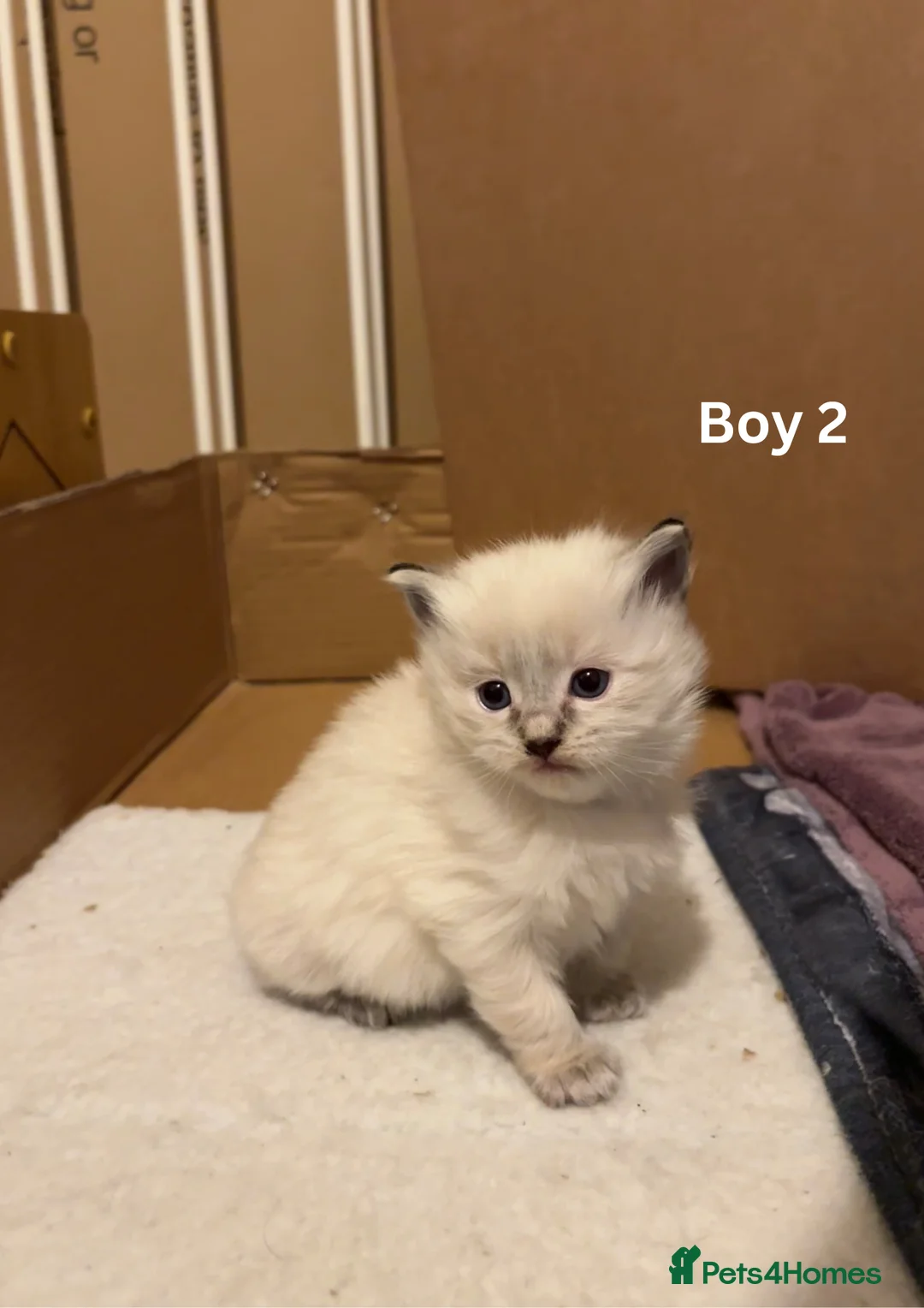 Ragdoll cats for sale: ✨Ragdoll Kittens for Sale - Advert 3