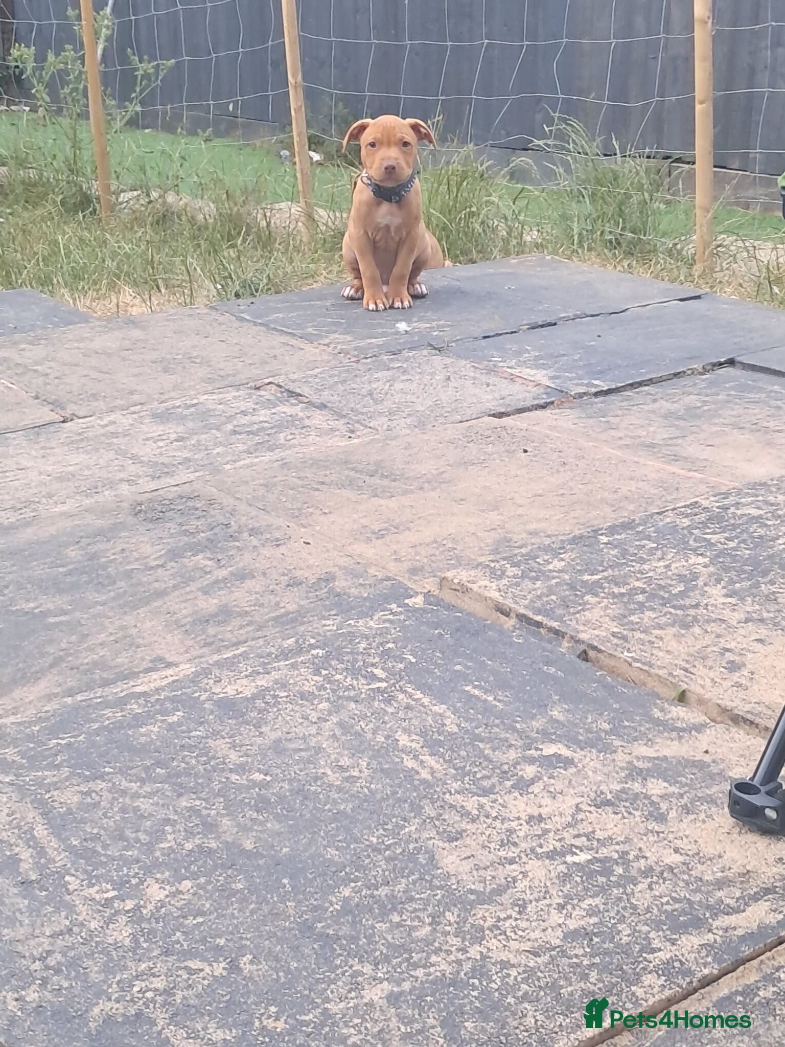 Staffordshire Bull Terrier dogs 8week old male staffordshire pup  - Advert 2